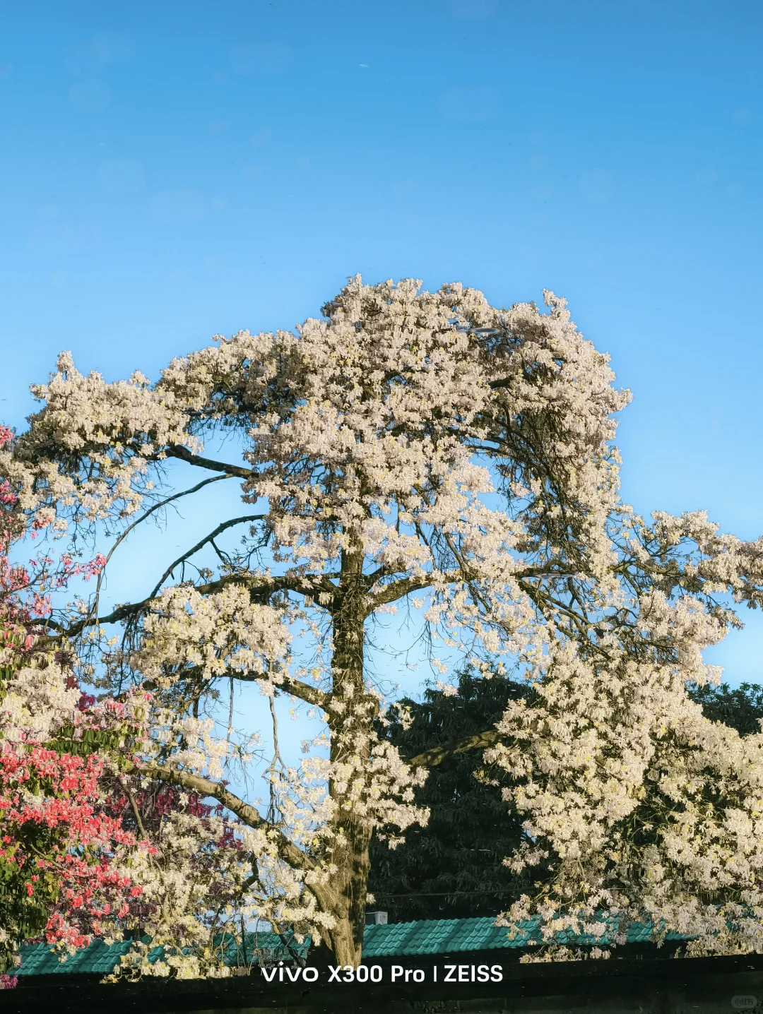 这不是春天，是12月的广州啊！附机位