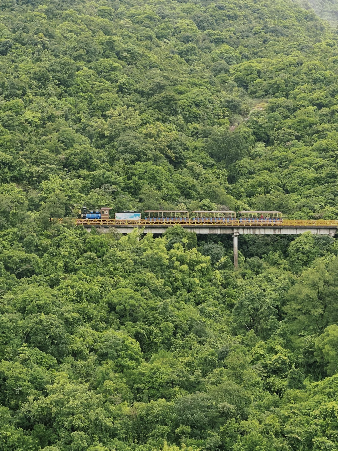 没想到！在深圳也能骑着小火车进雨林🌲