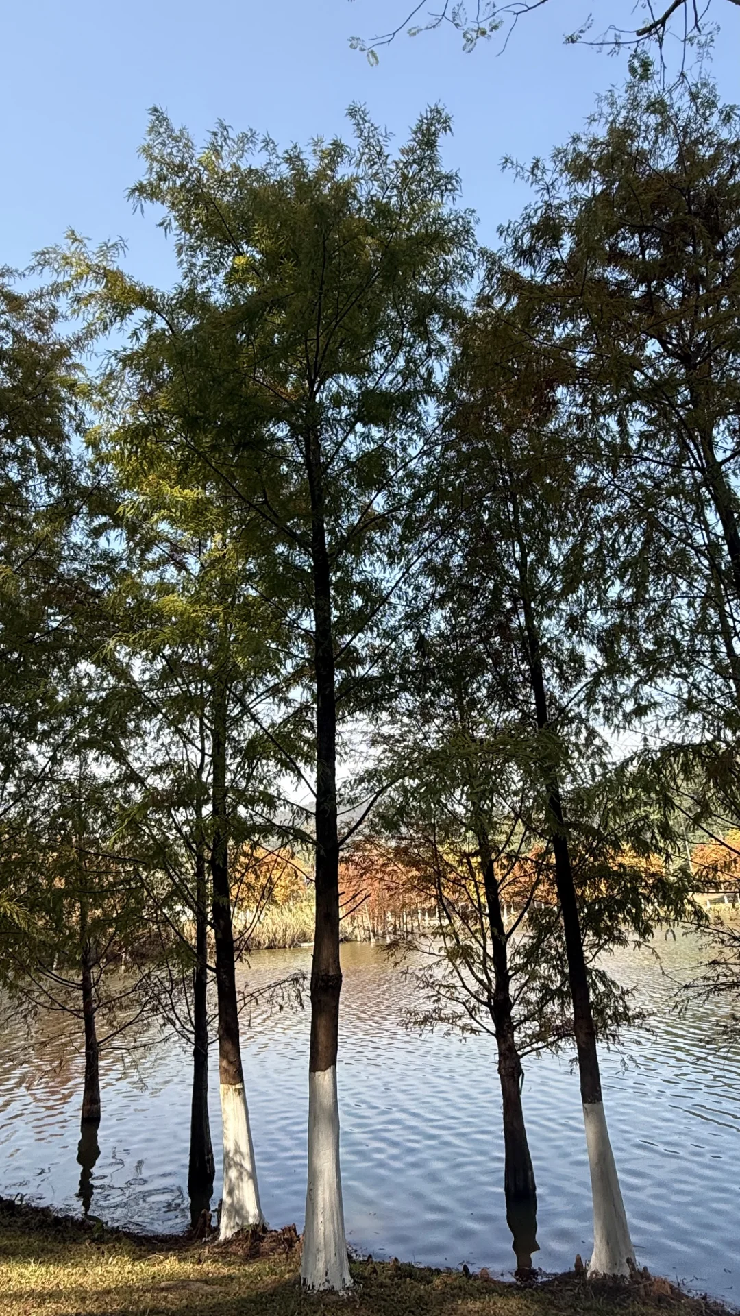 东莞的冬，藏在落羽杉的绯色里🍂