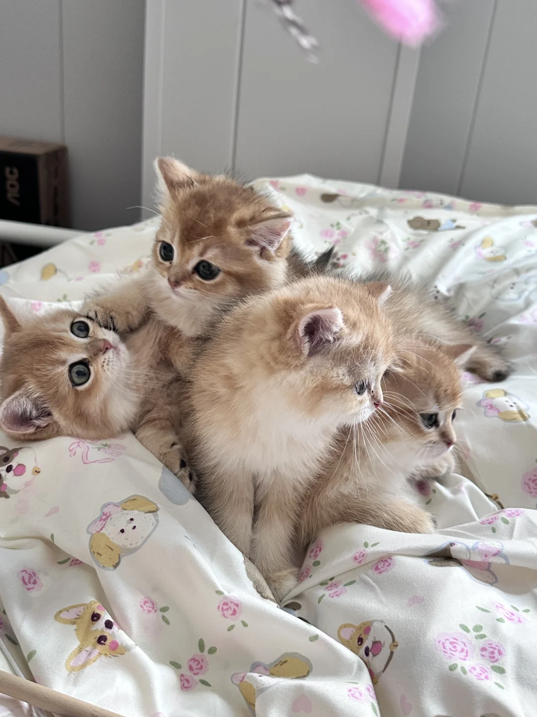 个人原因 养不了了｜深圳自提