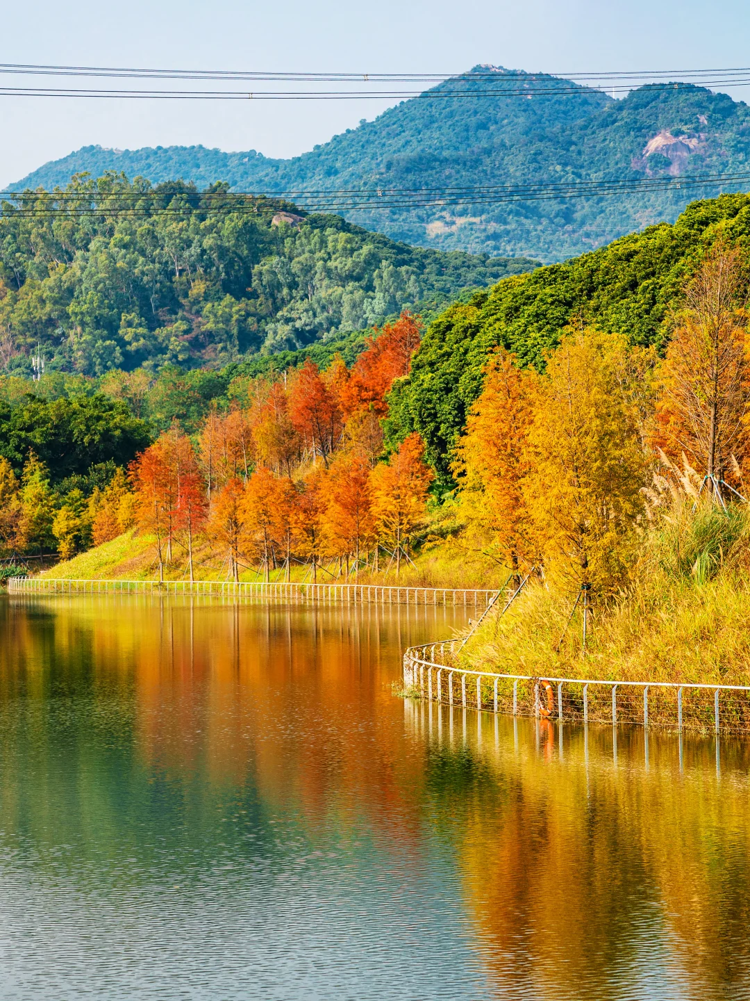 谁敢信❗️ 这是在深圳的秋日油画风秘境