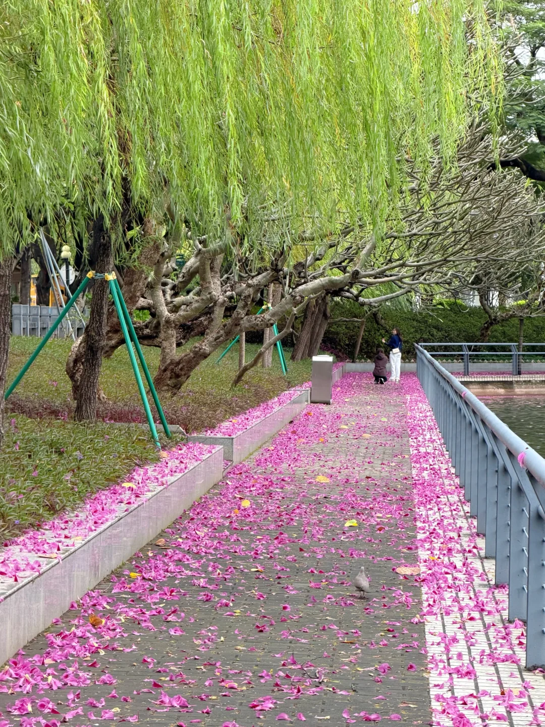 广州Live🌸落红不是无情物…此刻具象化了！！