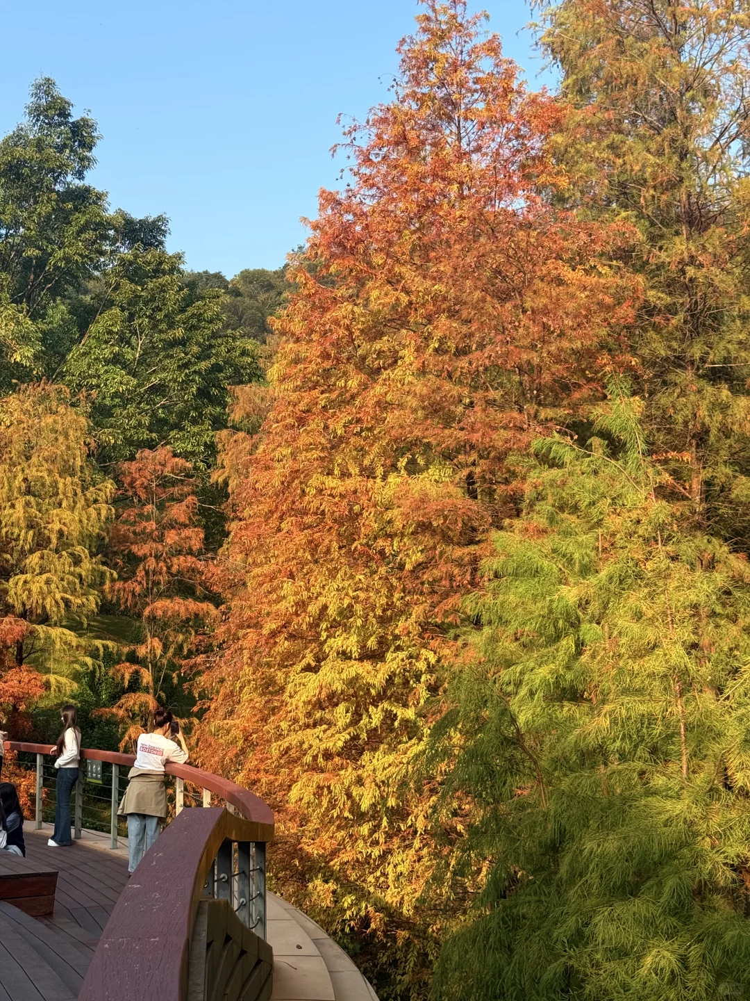 12.8live实况 广州落羽杉红啦🍁0元打卡攻略