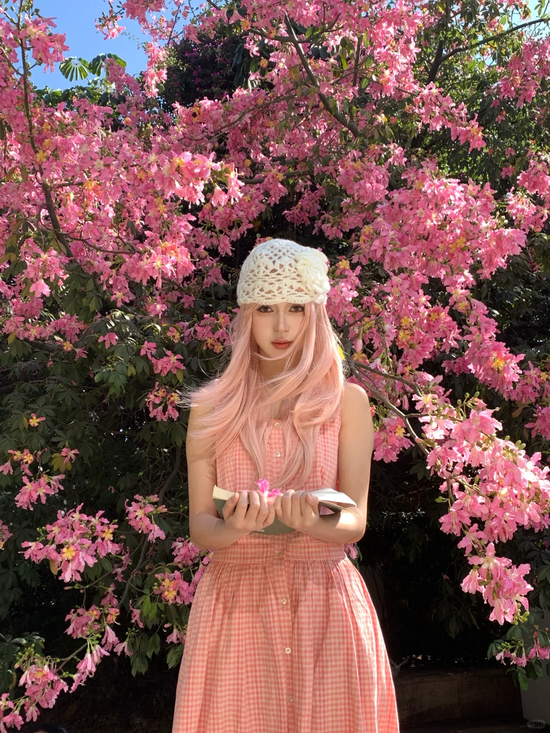 📷live｜广州异木棉🌸