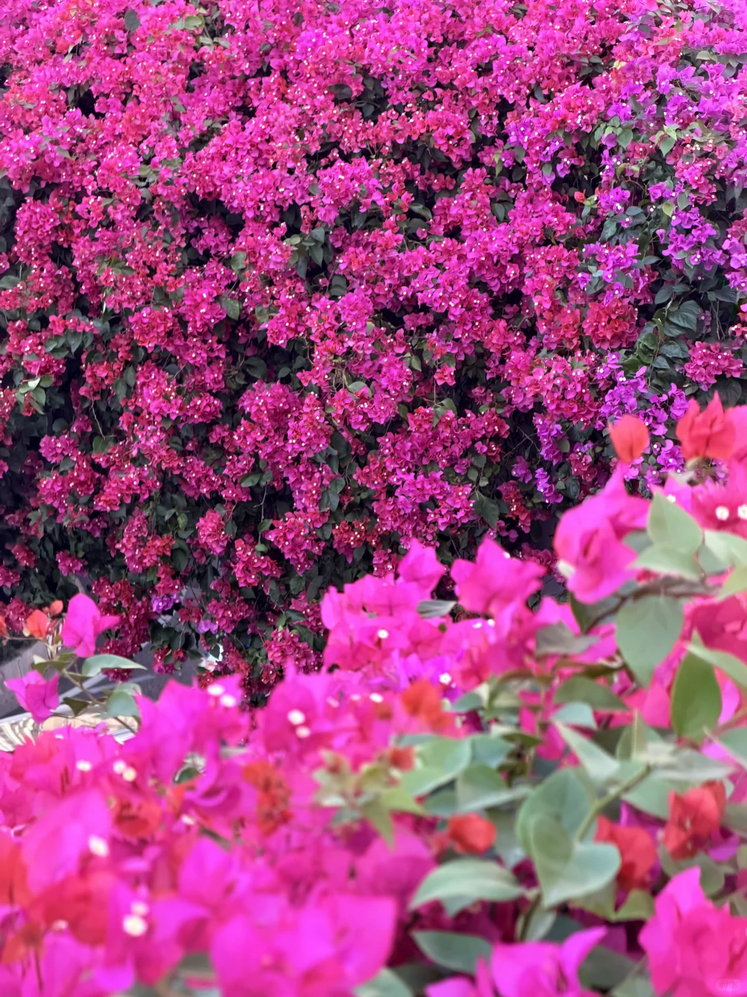 广州天桥藏着粉色惊喜！！！