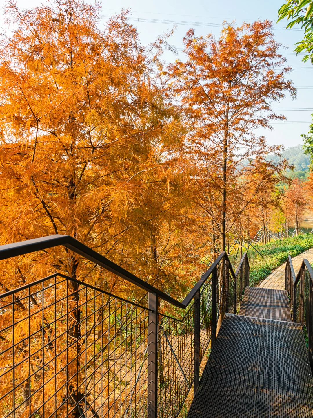 谁敢信❗️ 这是在深圳的秋日油画风秘境