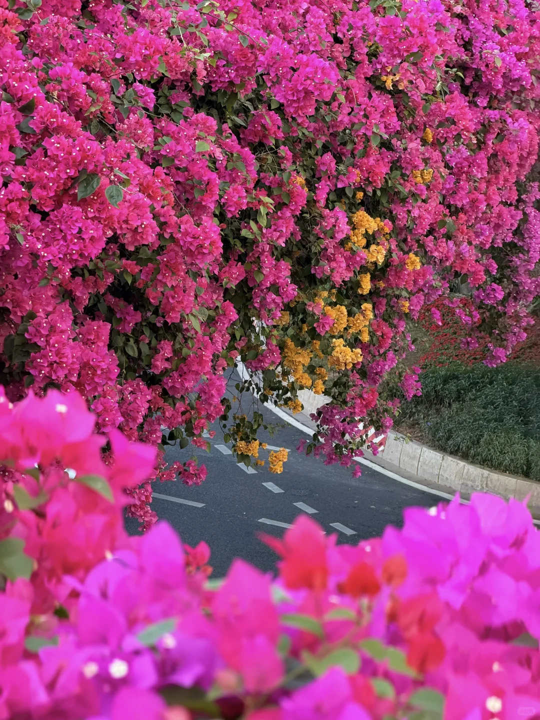 9张超美live图打开广州的冬天！