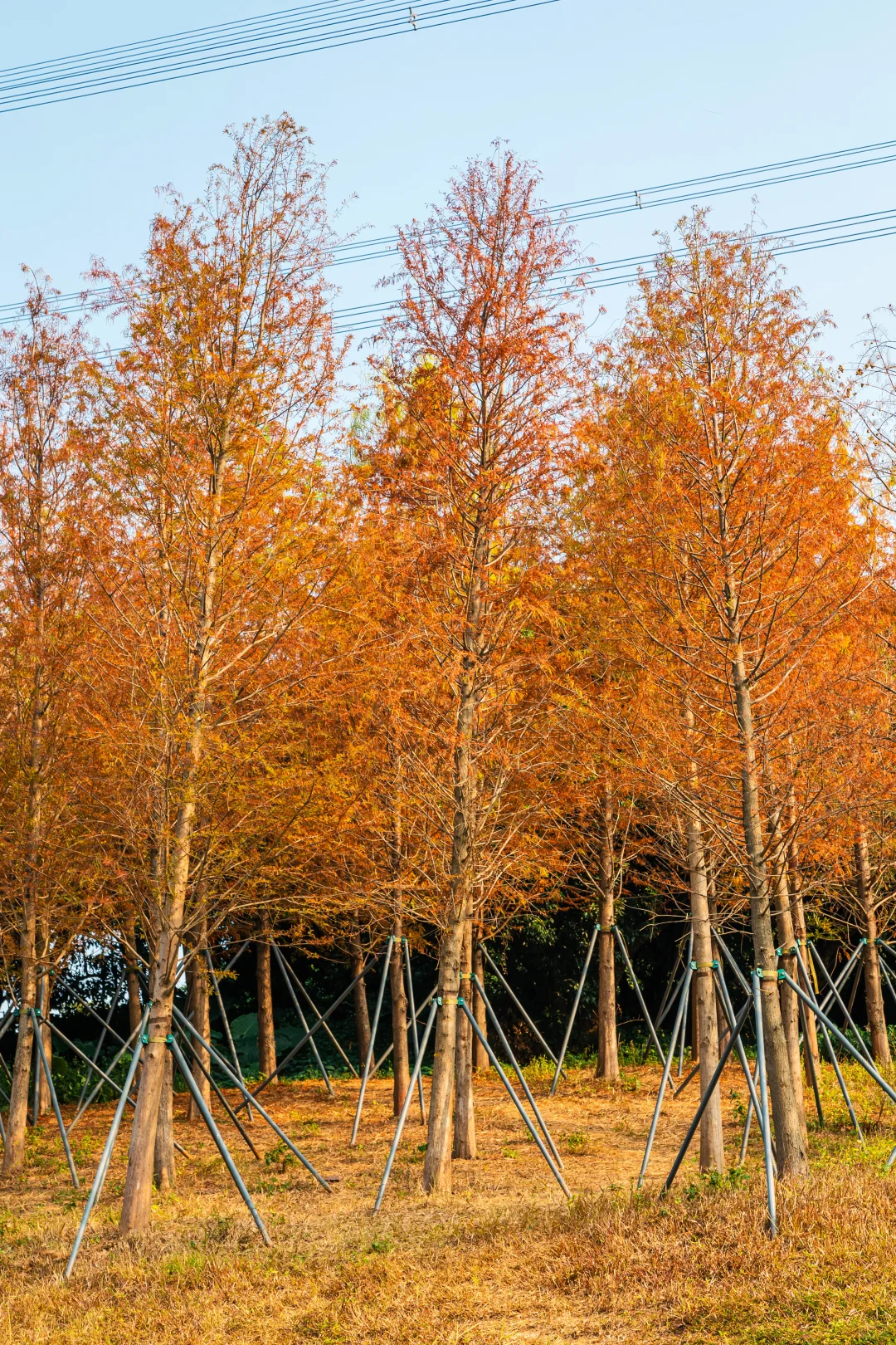 谁敢信❗️ 这是在深圳的秋日油画风秘境