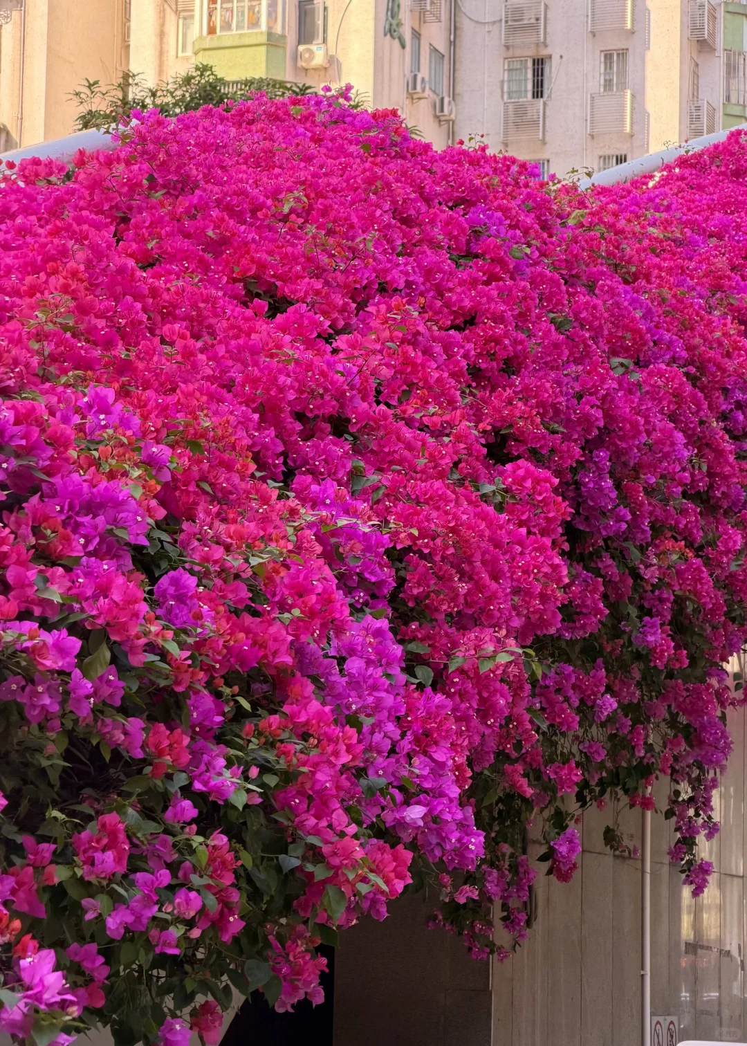 9张超美live图打开广州的冬天！