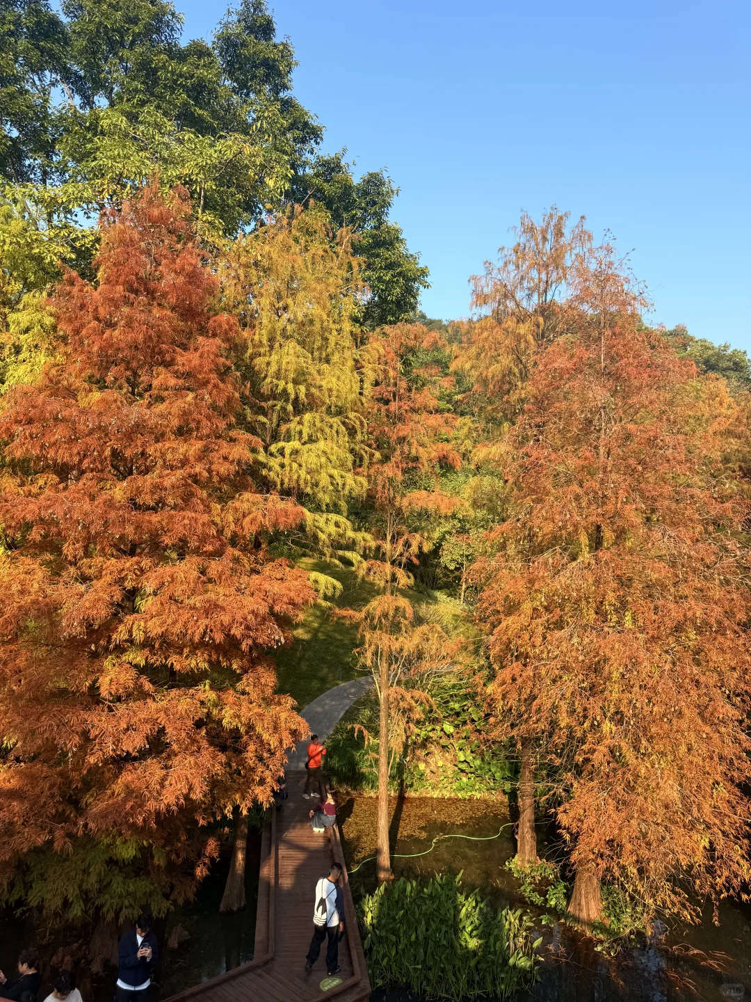 12.8live实况 广州落羽杉红啦🍁0元打卡攻略