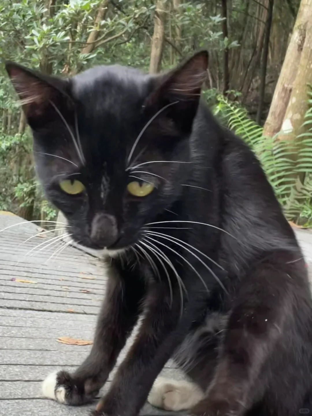 东莞第一峰拿下🤏