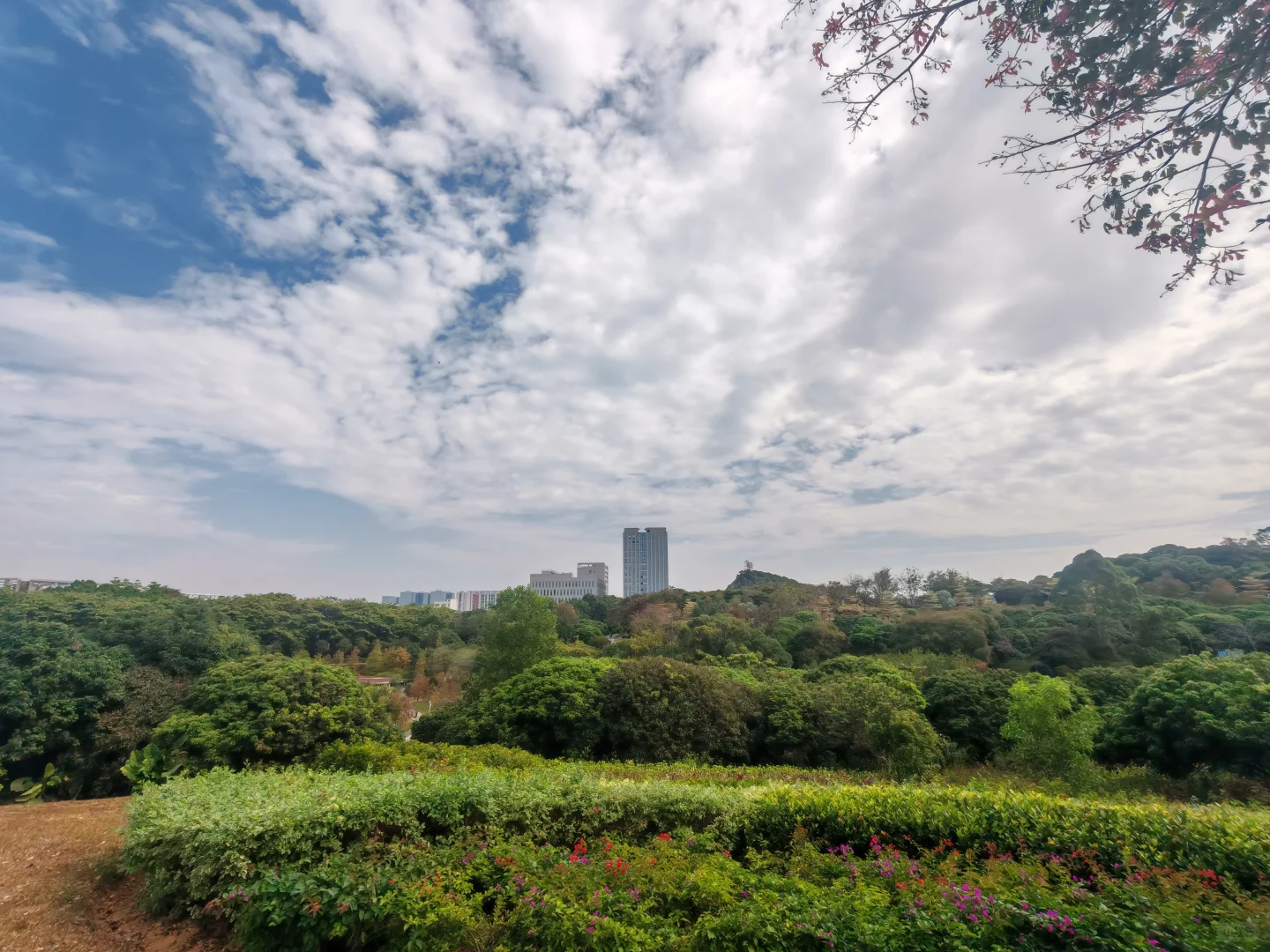 东莞植物园游玩攻略｜含网红爱心树打卡指南