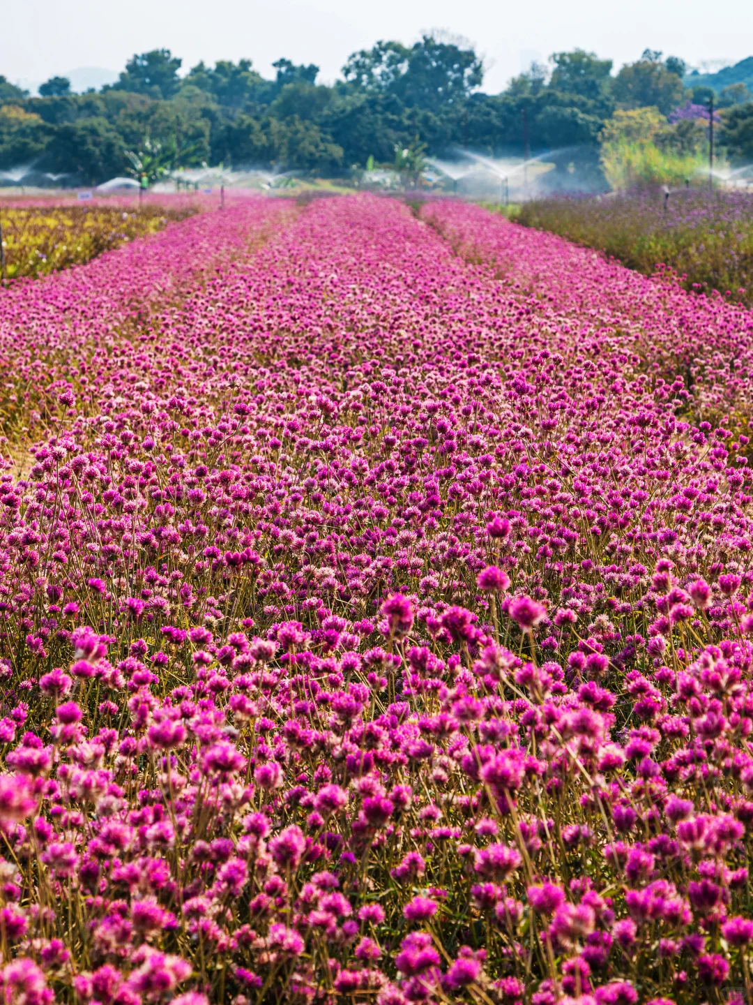 谁敢信❗️ 这是在深圳的秋日油画风秘境