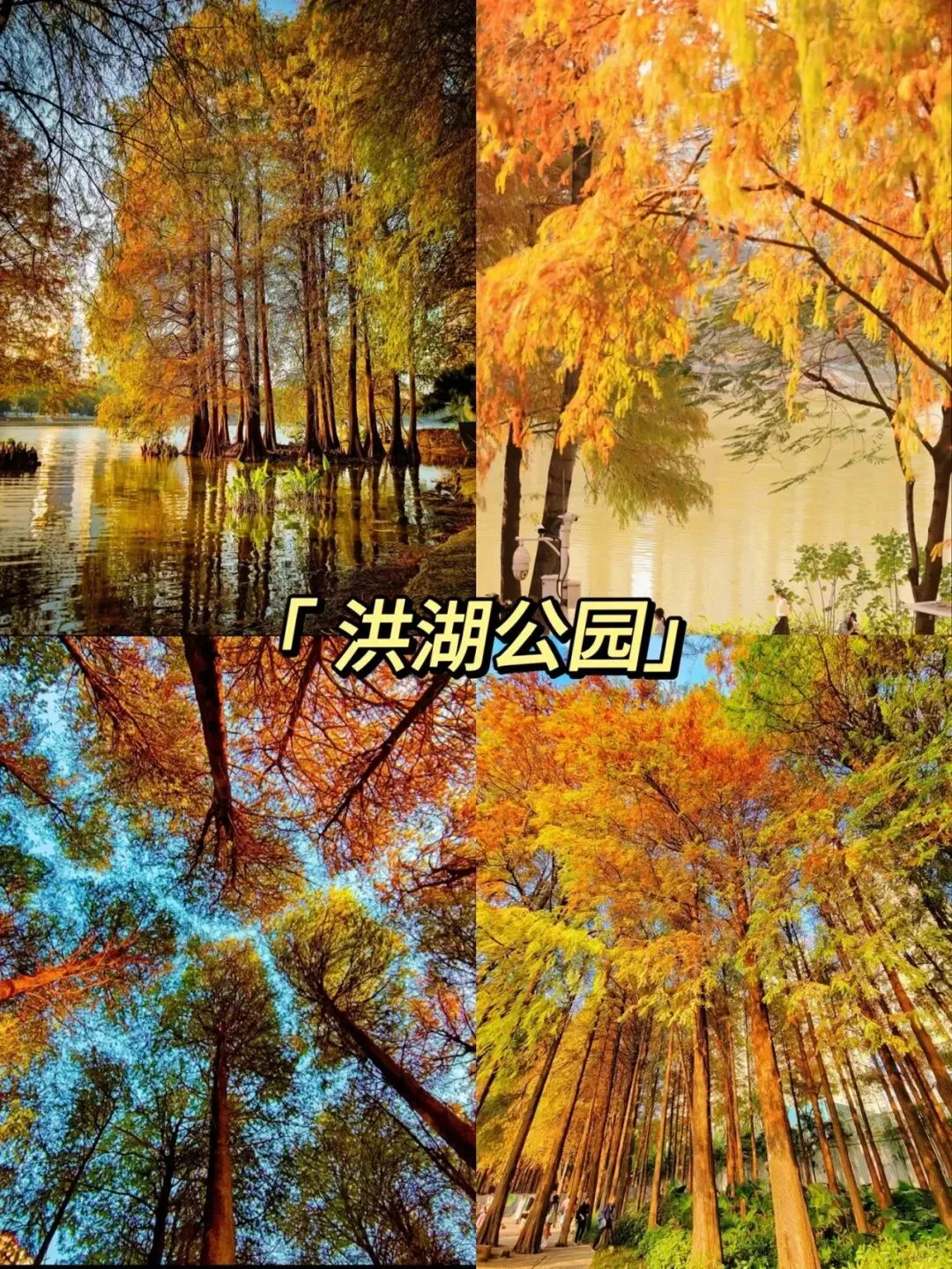 深圳看落羽杉，8处宝藏地，千万别跑错地方了