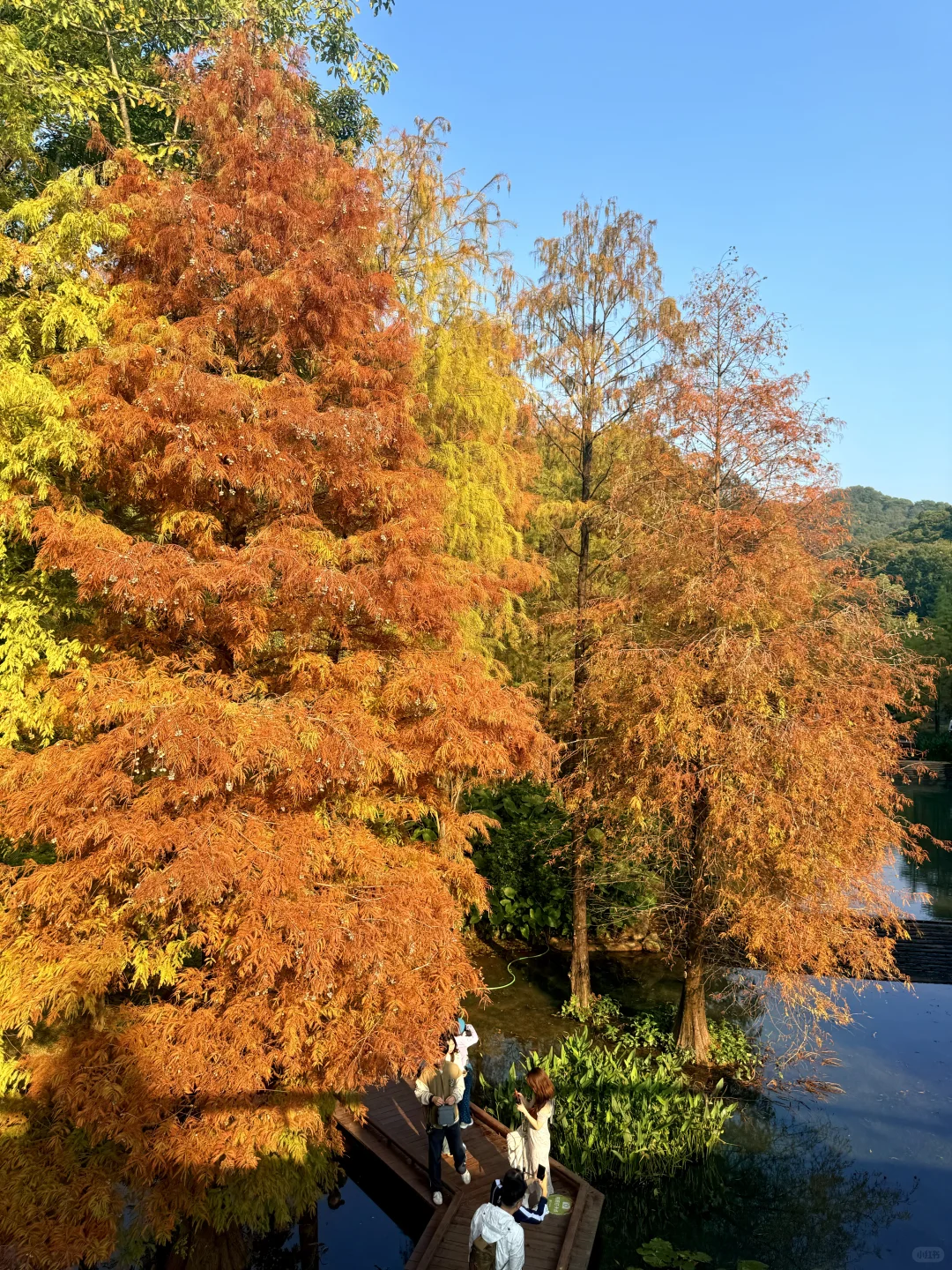 12.8live实况 广州落羽杉红啦🍁0元打卡攻略
