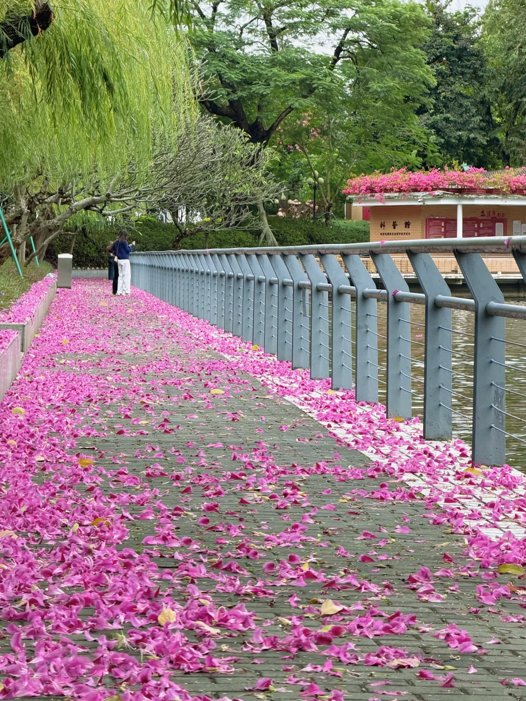 广州Live🌸落红不是无情物…此刻具象化了！！