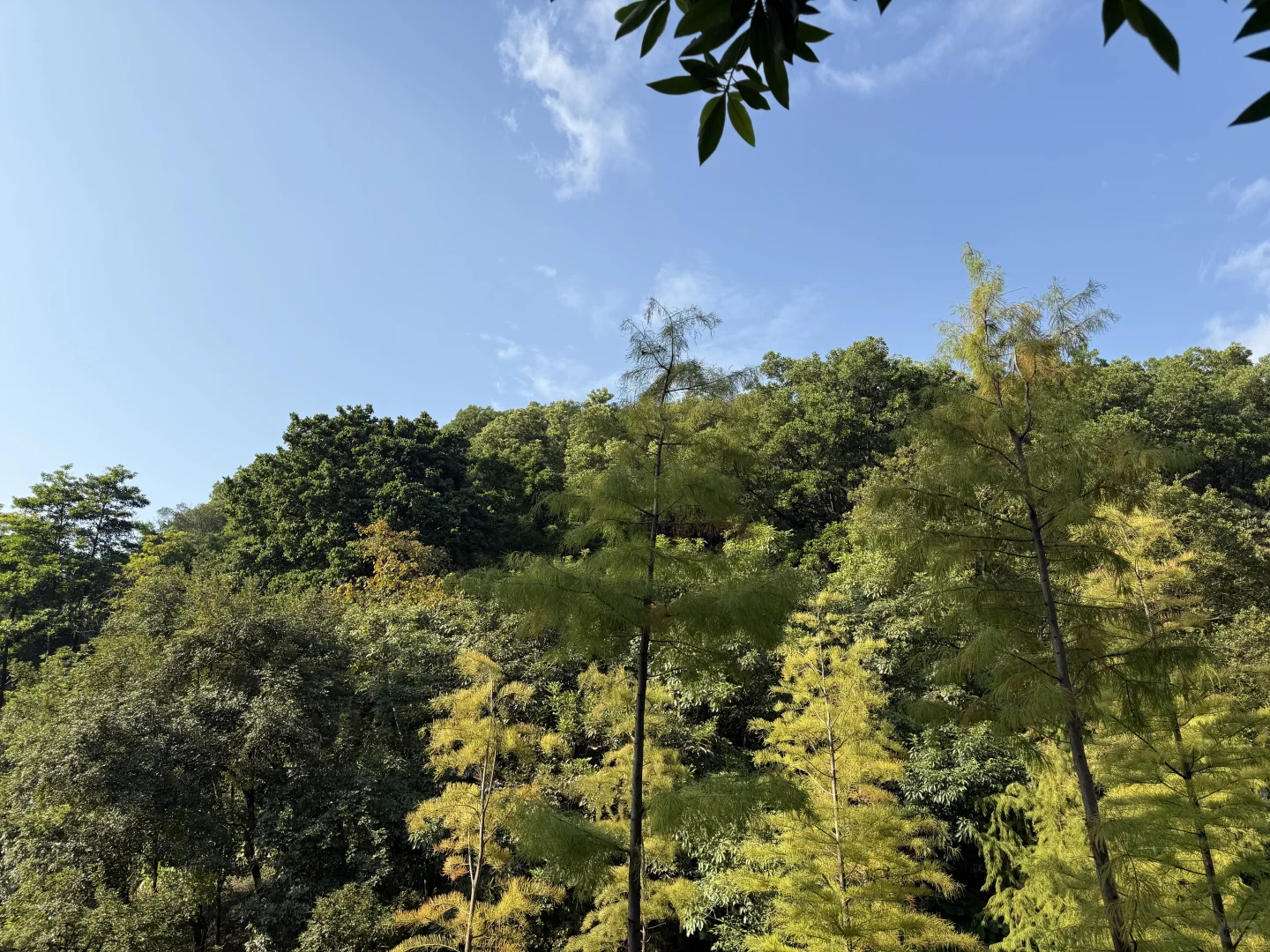 我推荐每个在广州的朋友立刻马上去