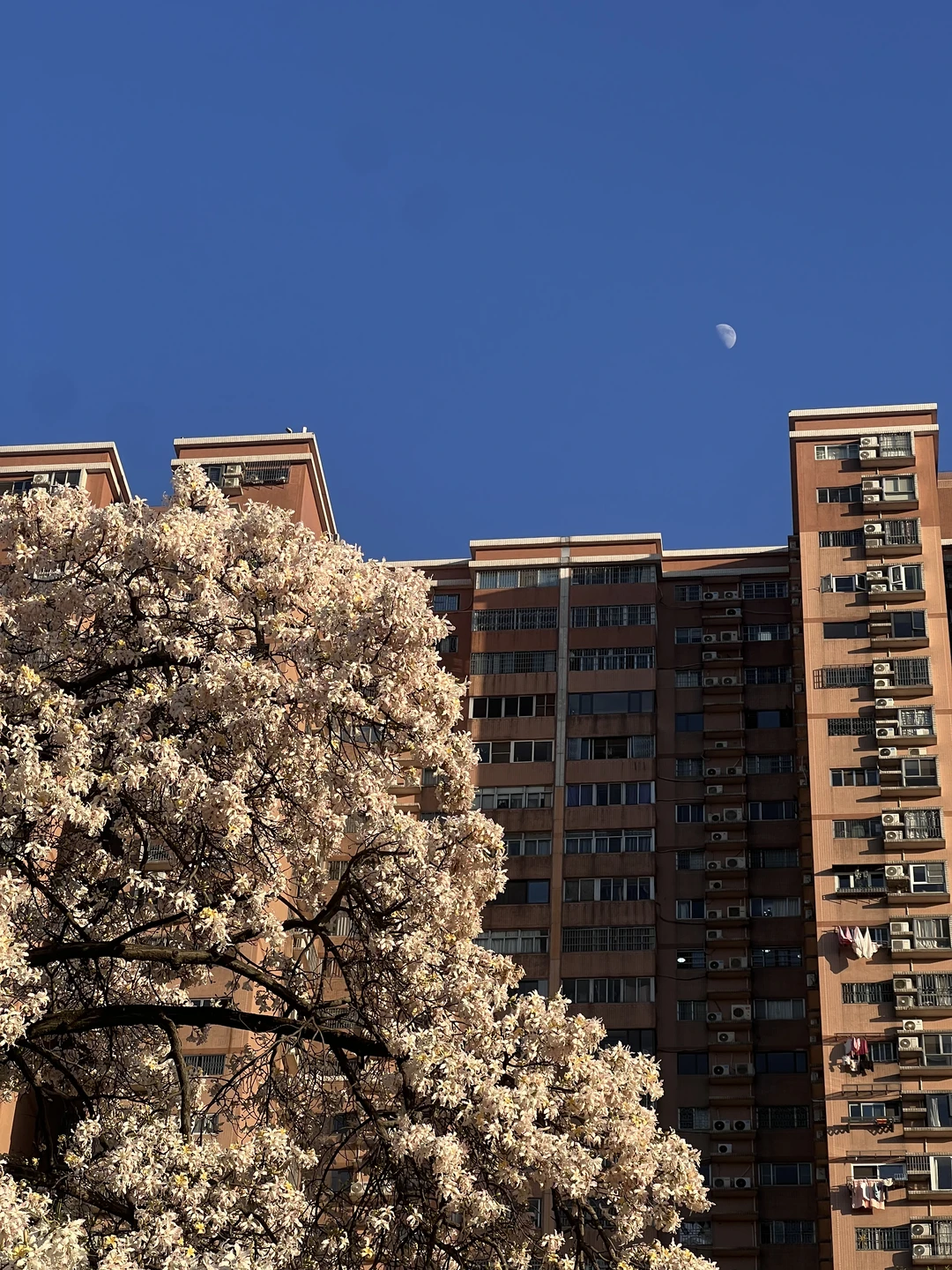 花开了的时候在广州