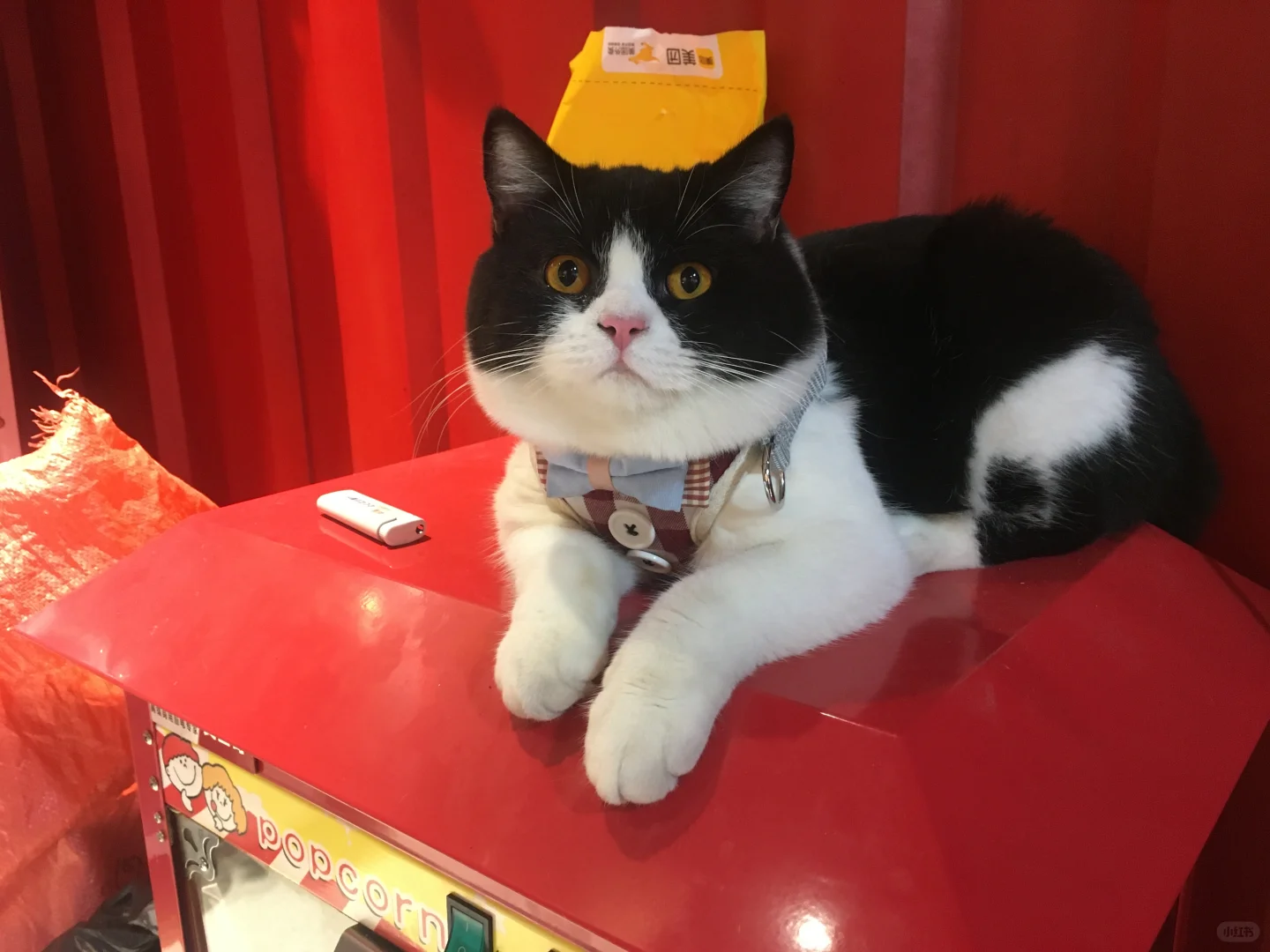 东莞南城东城莞城（非诚勿扰）纯绿