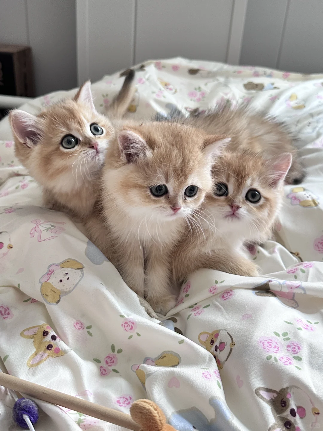 个人原因 养不了了｜深圳自提