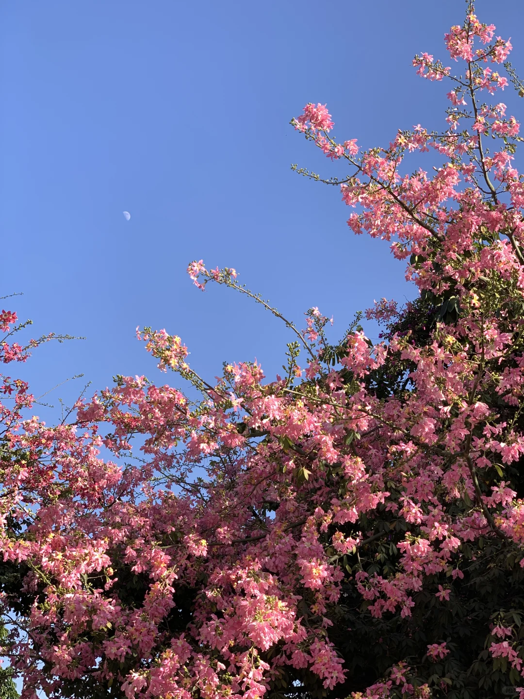 📷live｜广州异木棉🌸
