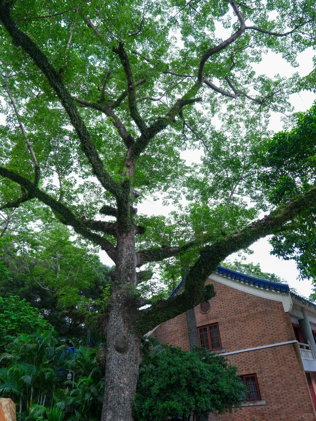 天下为公 | 来广州，只为这一张照