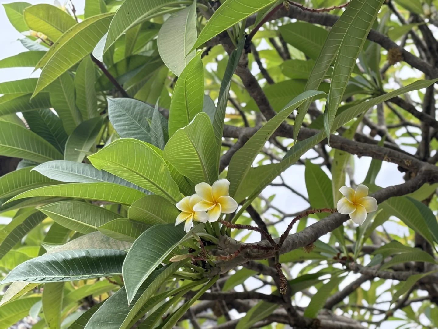 广州｜半日暴走打卡攻略！！