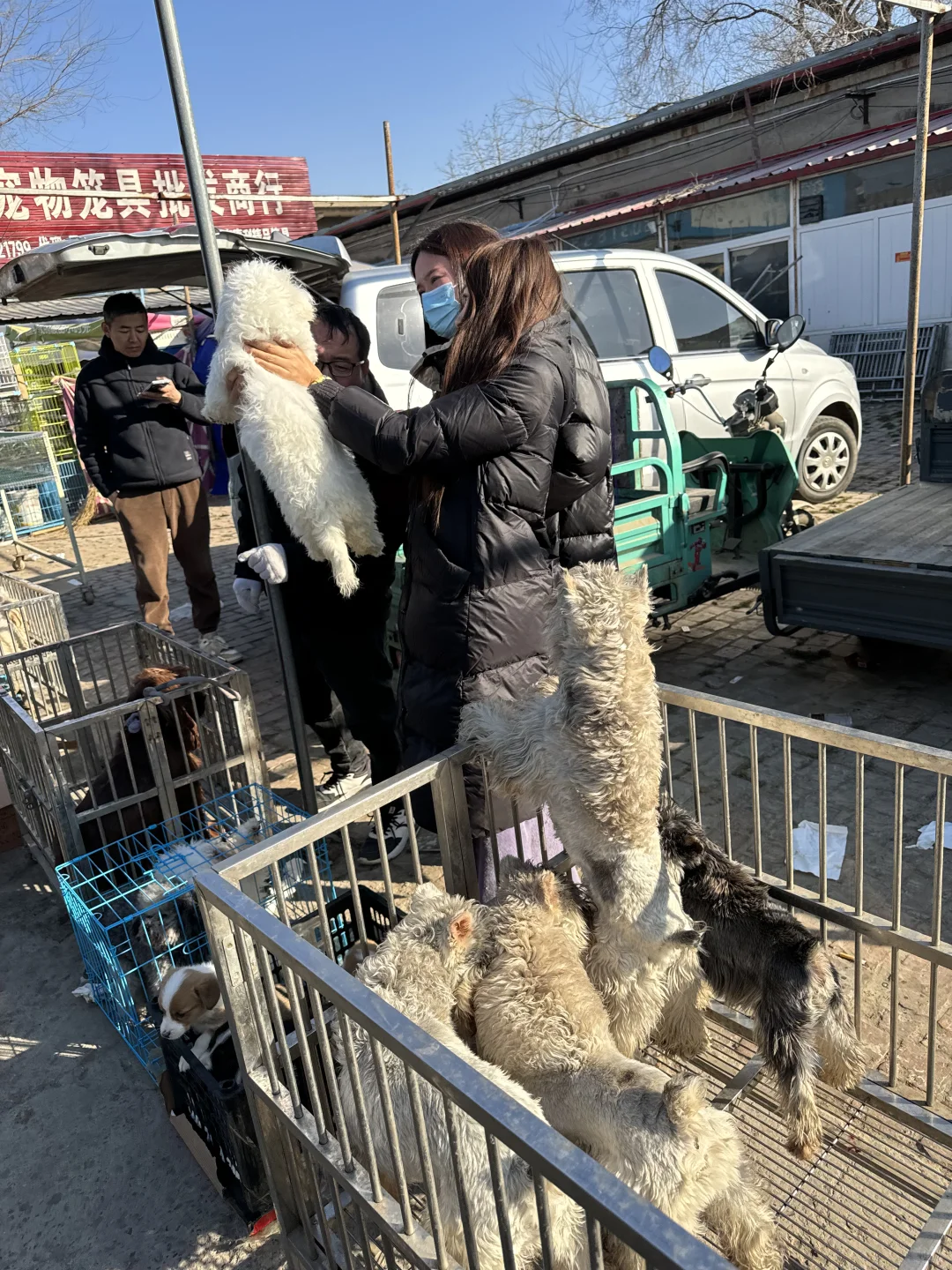 东莞南城猫狗市场🔥这里简直是宠物天堂🔥