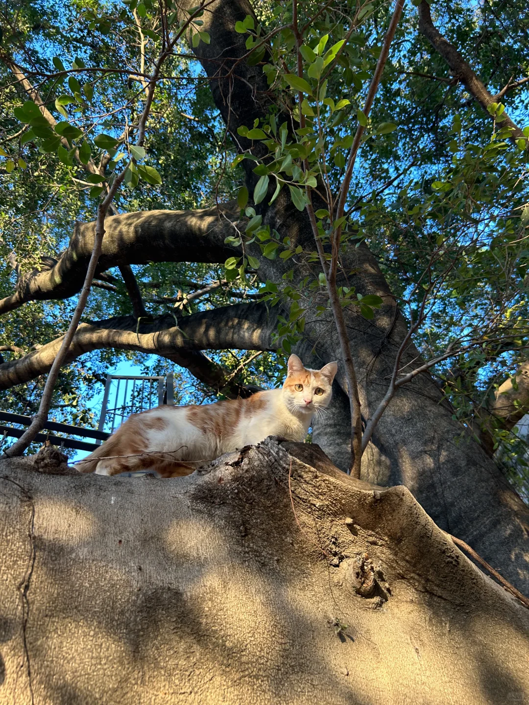 广州🌳🌳超好拍的独栋树屋咖啡