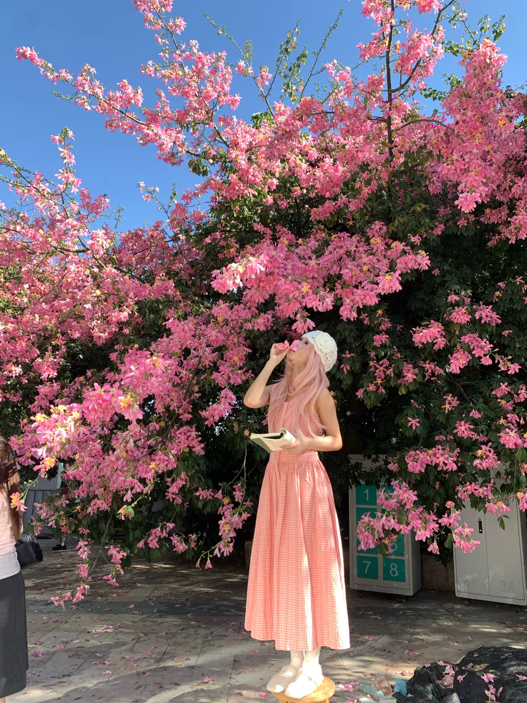 📷live｜广州异木棉🌸