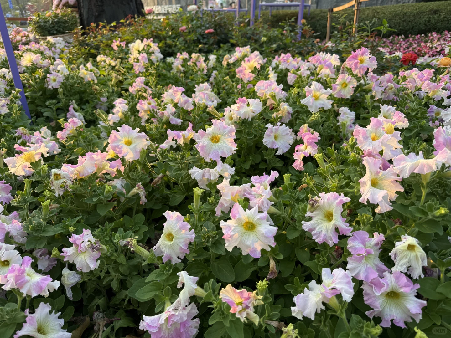 我推荐每个在广州的朋友立刻马上去