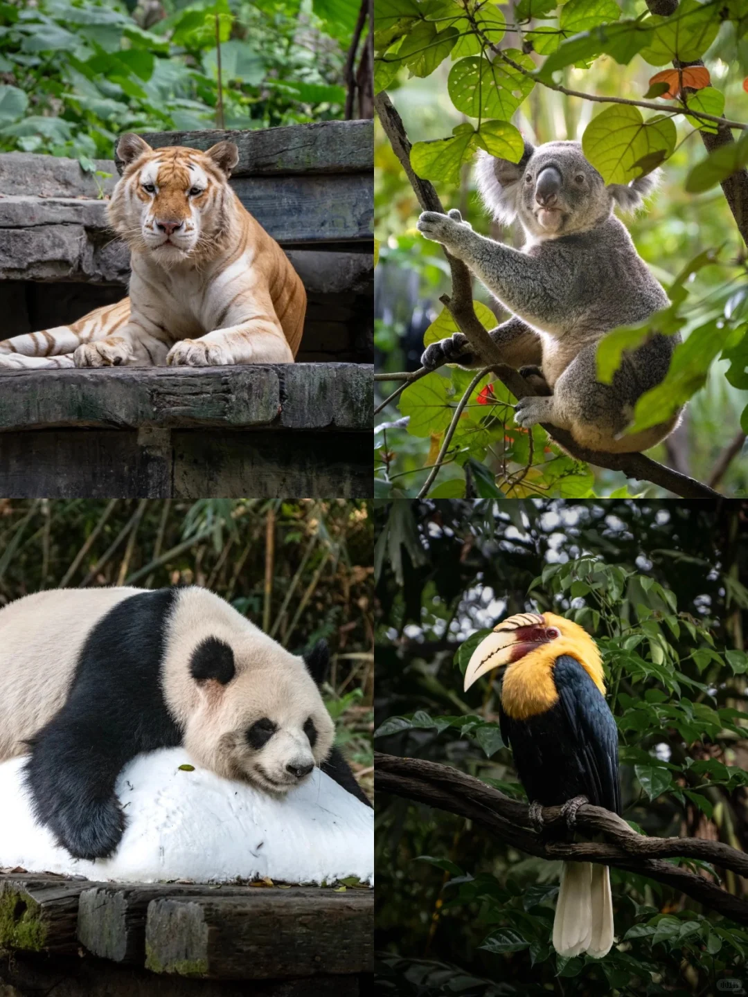 广州长隆刚回来，没做攻略千万别去❗️