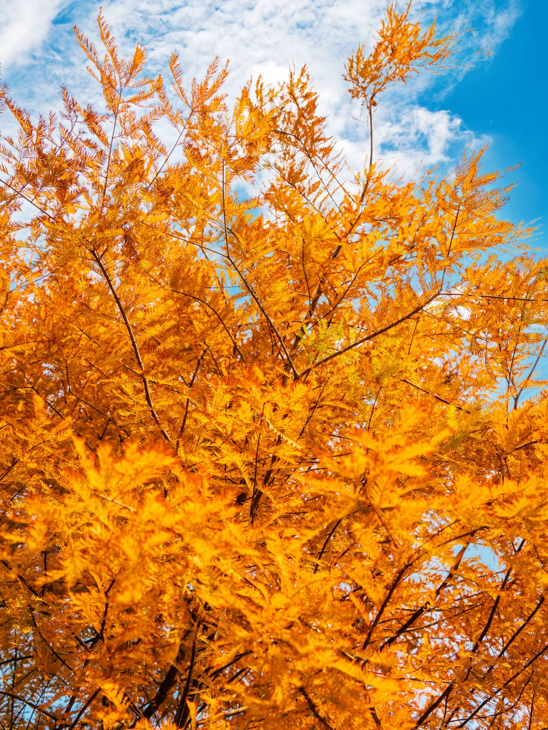 谁敢信❗️ 这是在深圳的秋日油画风秘境