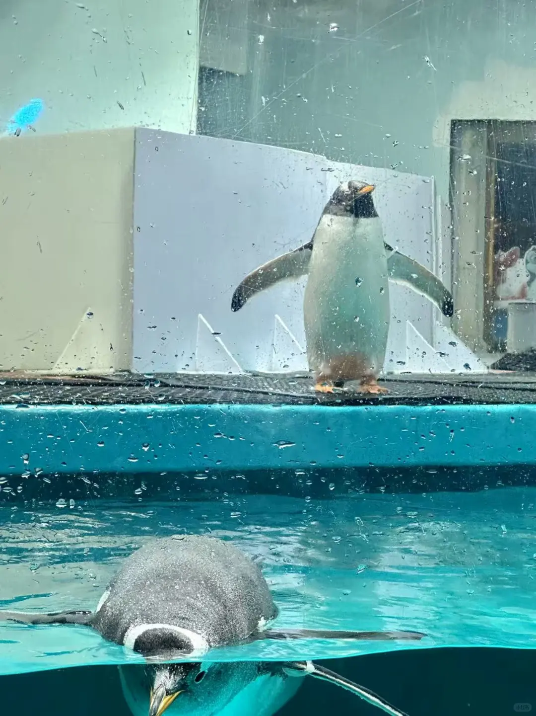 不允许你不知道❗❗广州遛娃天花板！