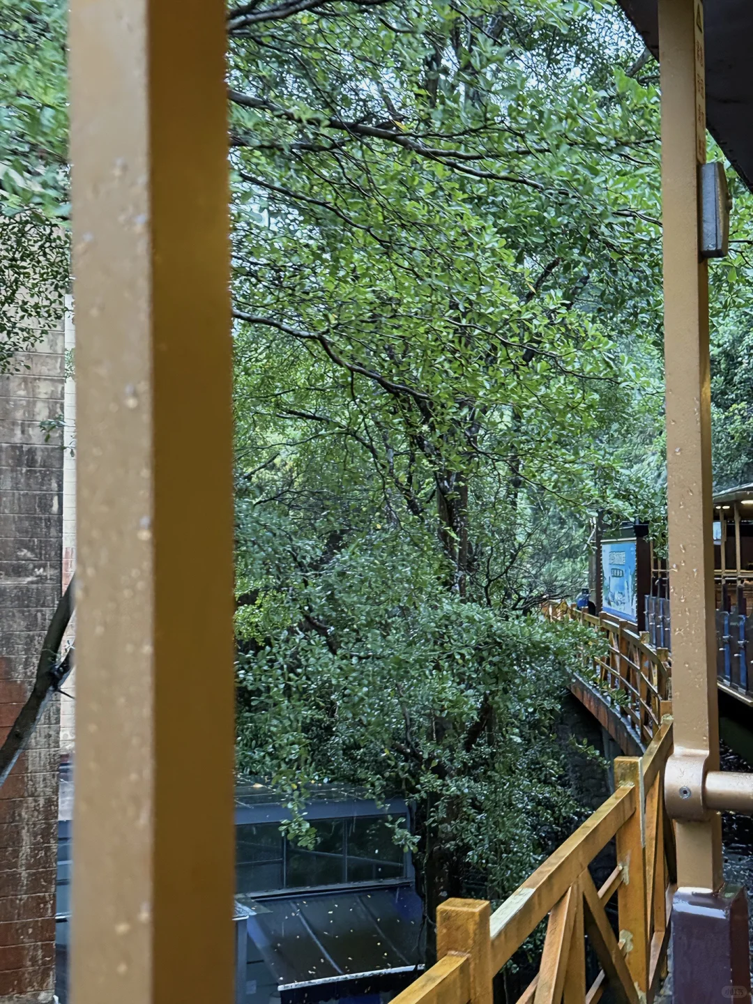 没想到！在深圳也能骑着小火车进雨林🌲