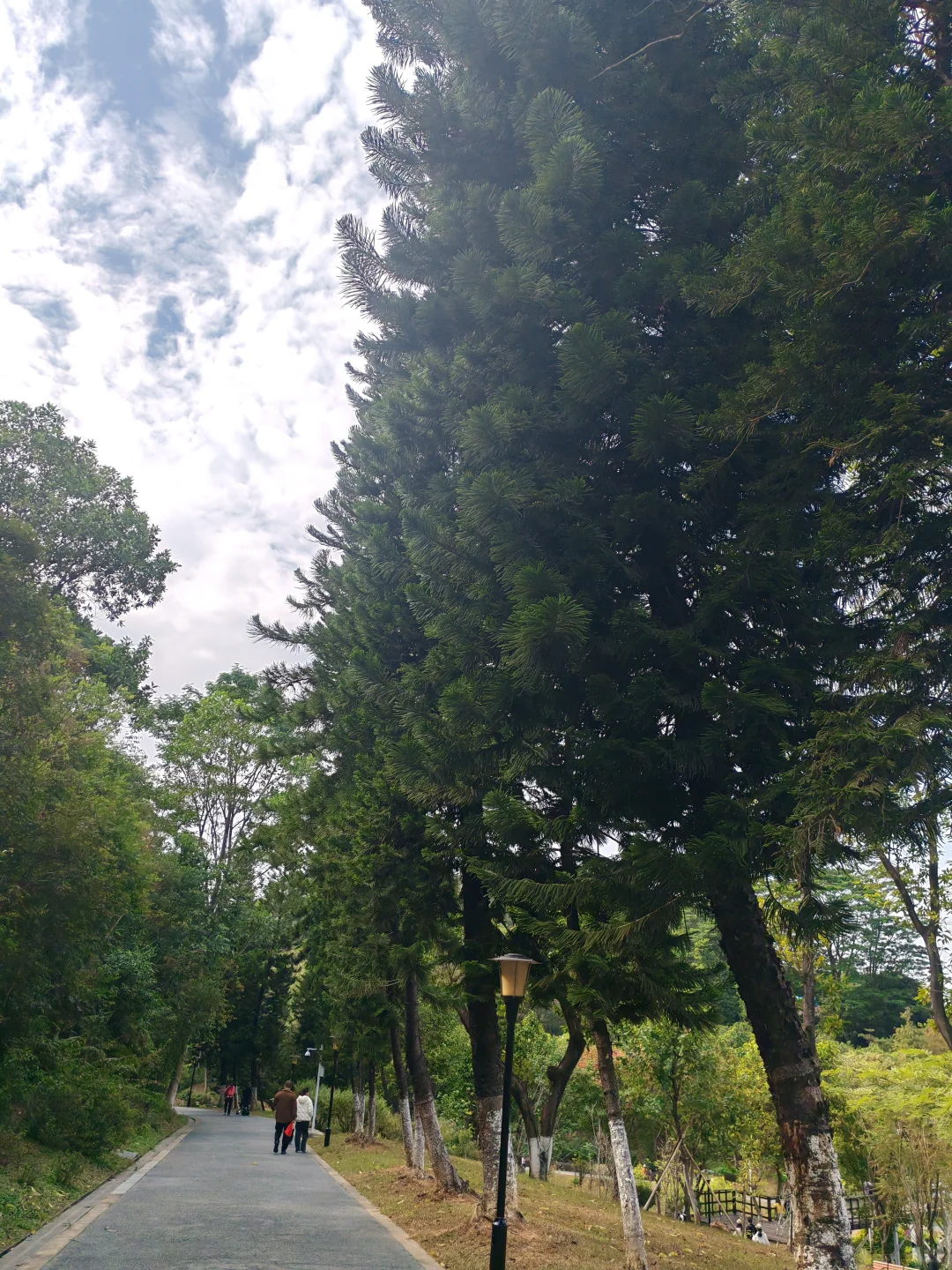 东莞植物园游玩攻略｜含网红爱心树打卡指南