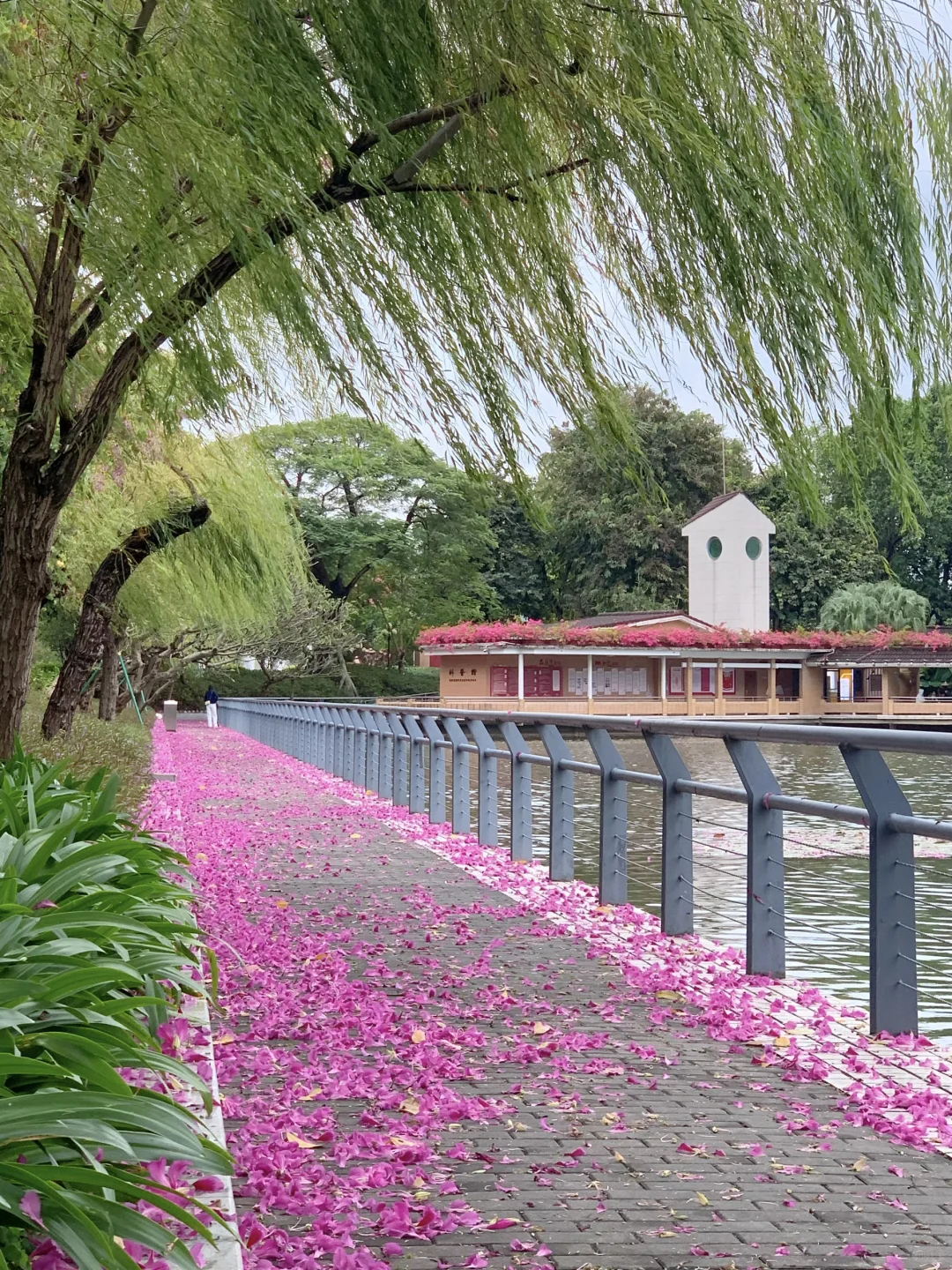 广州Live🌸落红不是无情物…此刻具象化了！！