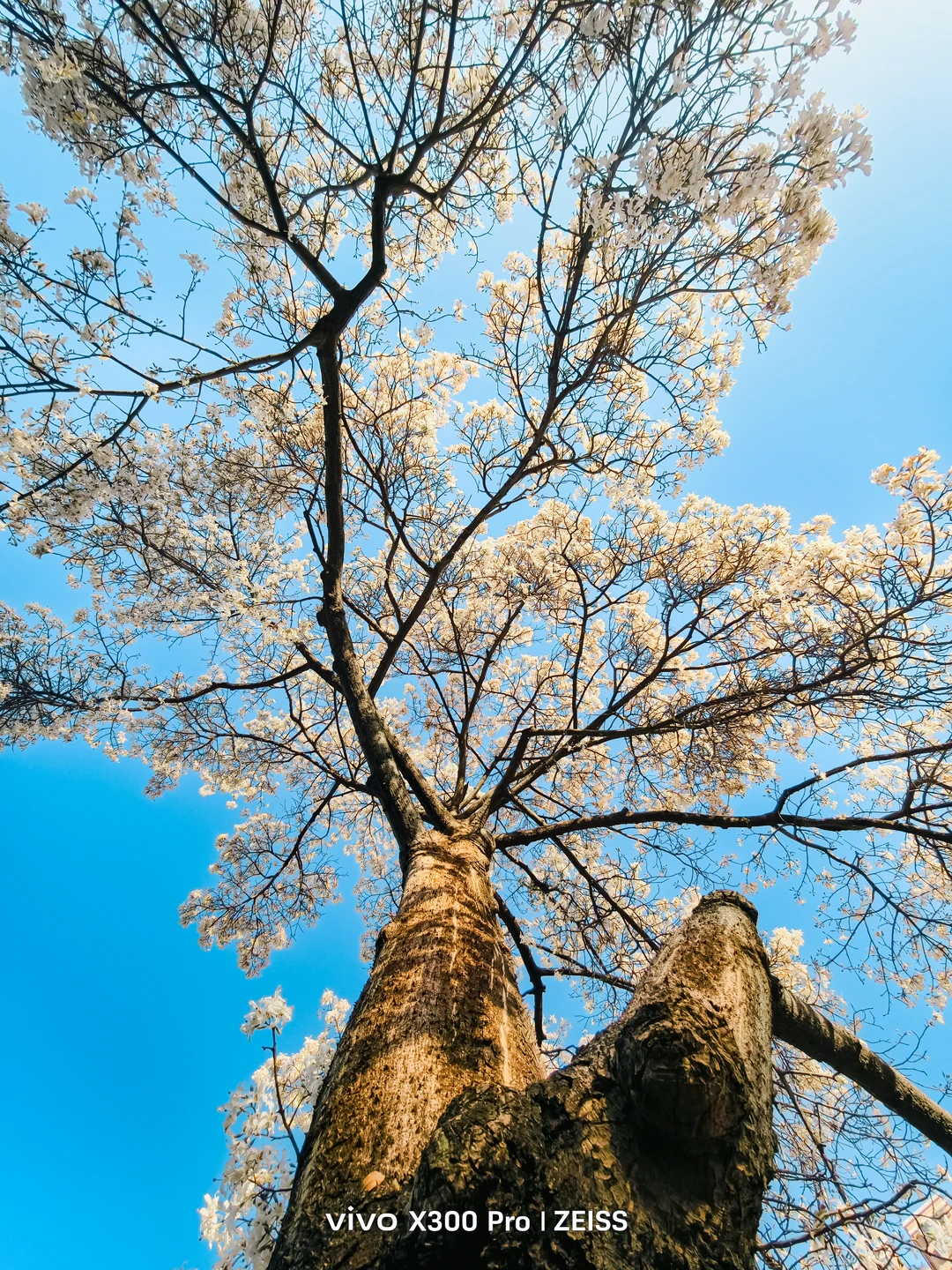 这不是春天，是12月的广州啊！附机位