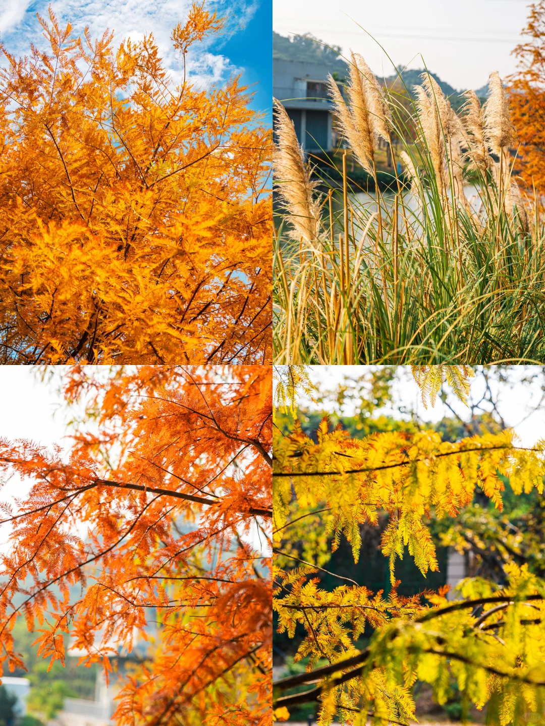 谁敢信❗️ 这是在深圳的秋日油画风秘境