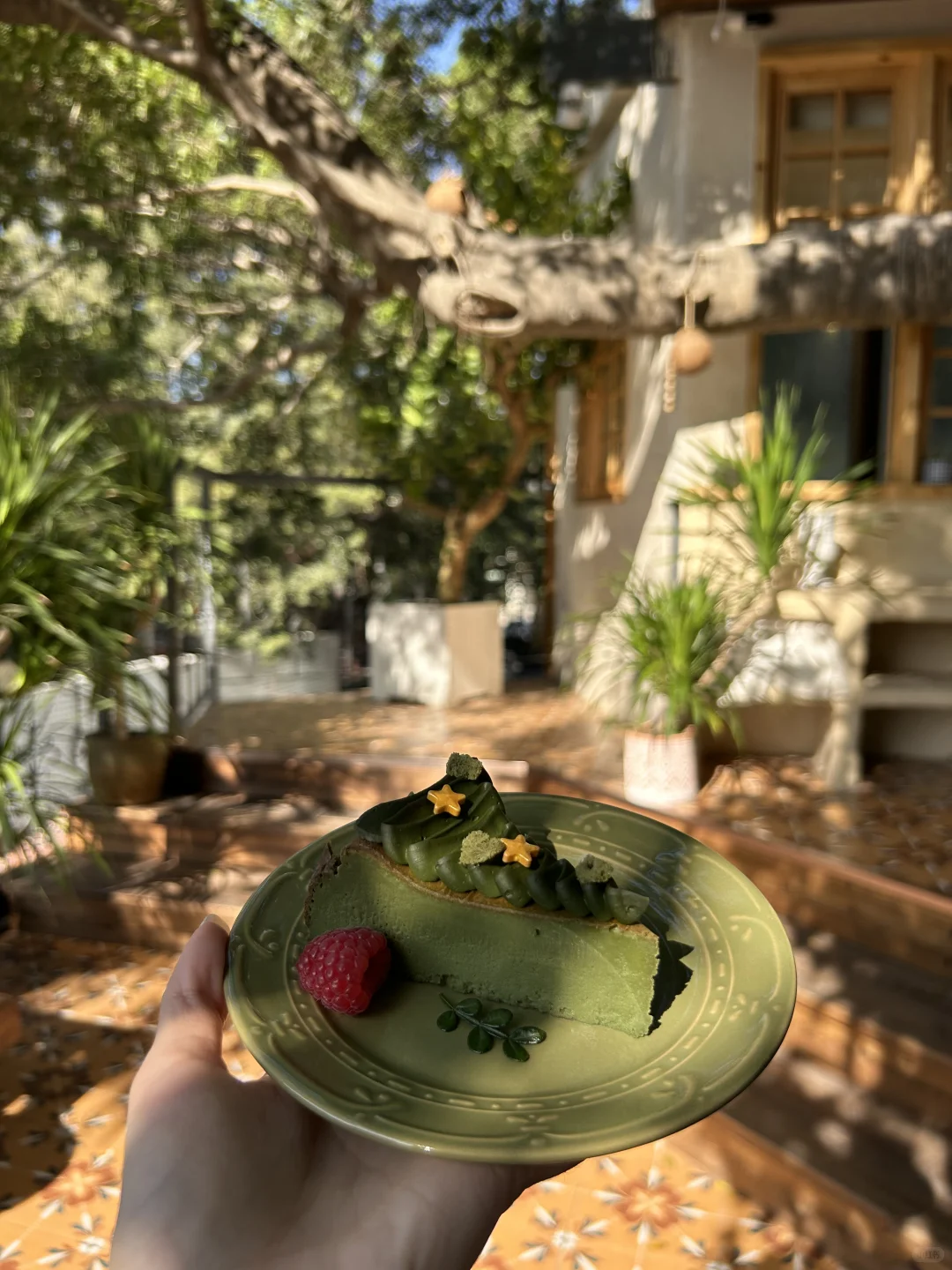 广州🌳🌳超好拍的独栋树屋咖啡