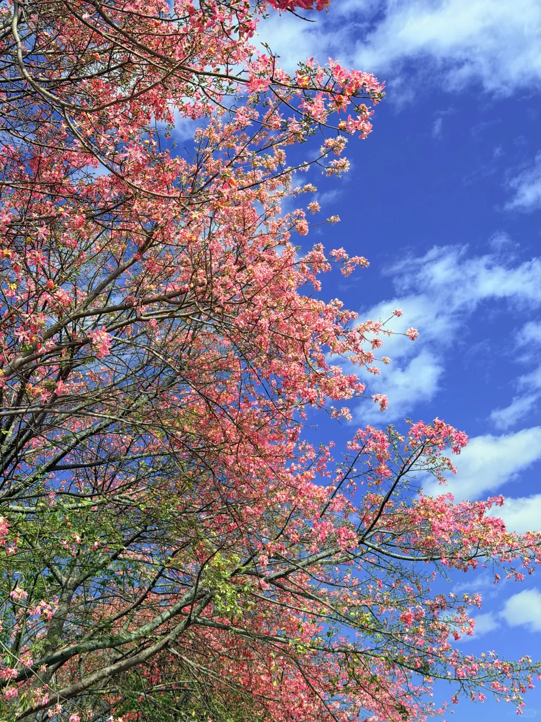 9张超美live图打开广州的冬天！