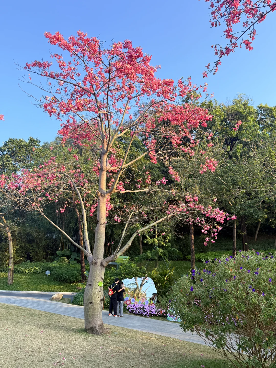 12.8live实况 广州落羽杉红啦🍁0元打卡攻略