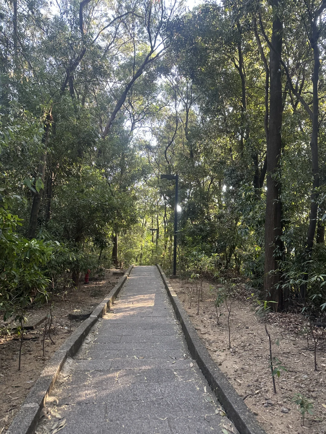 也算是进城了吧，这个季节的东莞真舒服