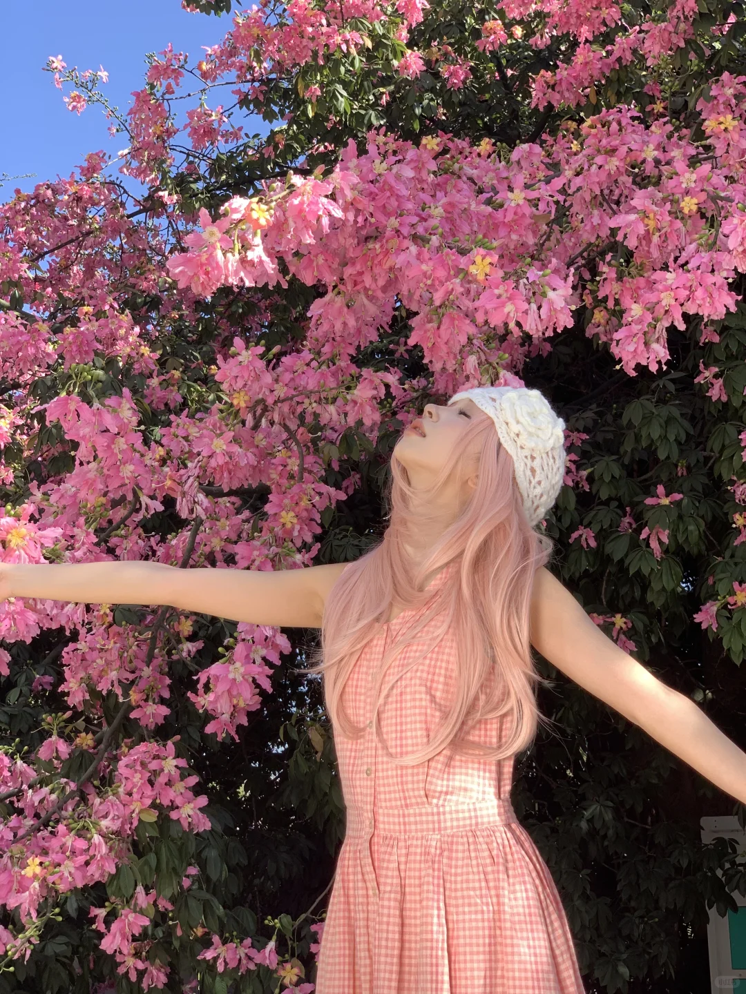 📷live｜广州异木棉🌸