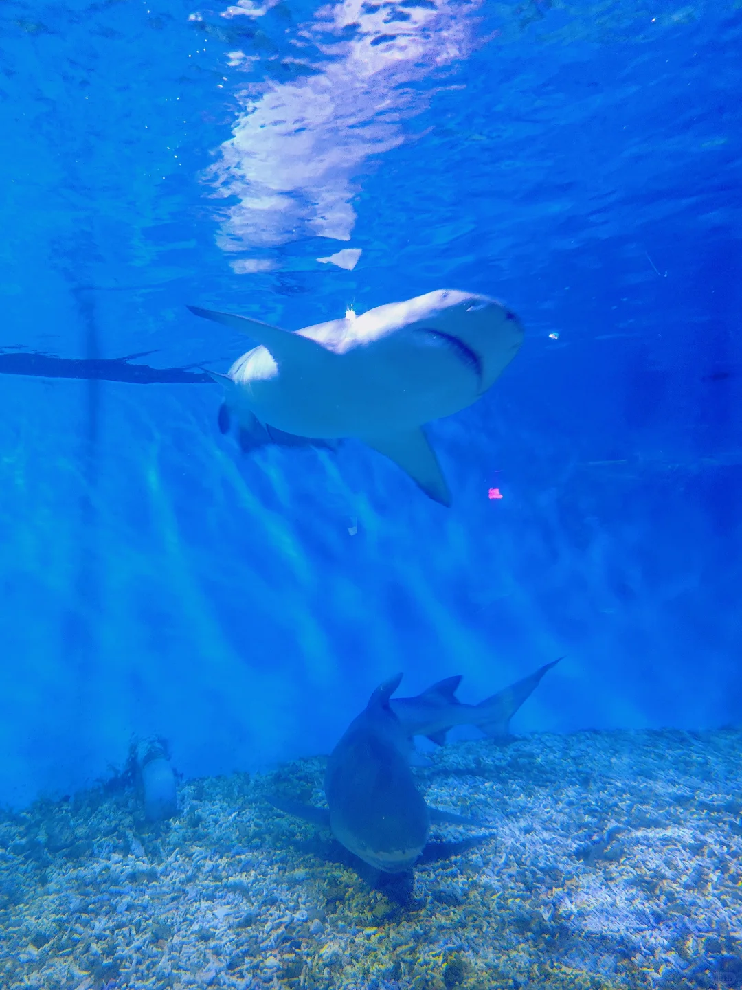 不允许你不知道❗❗广州遛娃天花板！