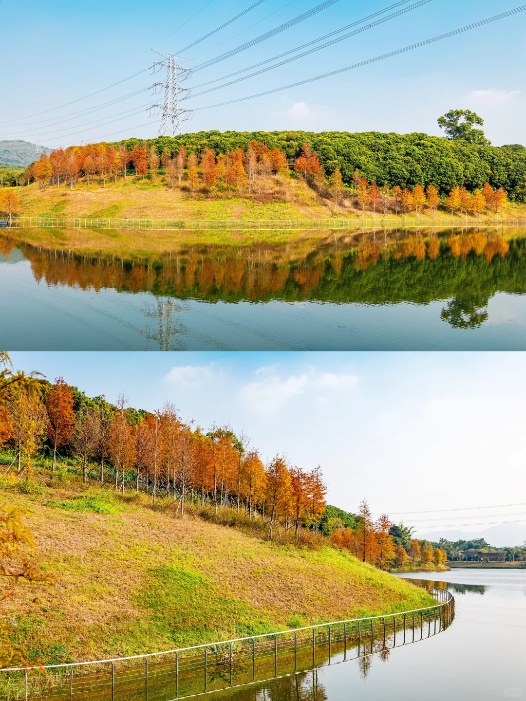 谁敢信❗️ 这是在深圳的秋日油画风秘境
