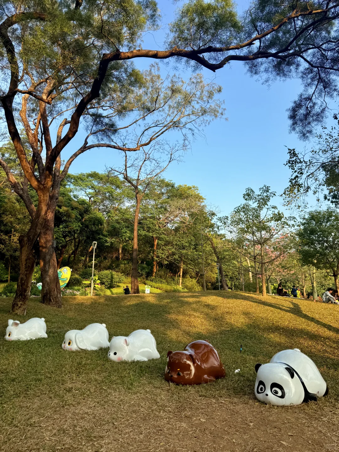 12.8live实况 广州落羽杉红啦🍁0元打卡攻略
