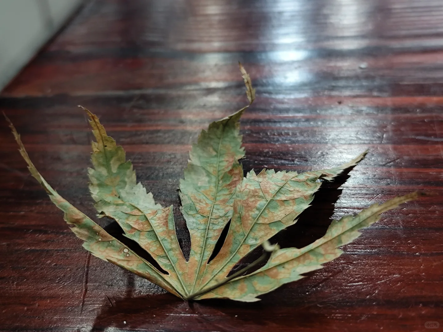 好喜欢广州这两个月的天气啊，真的太舒服啦