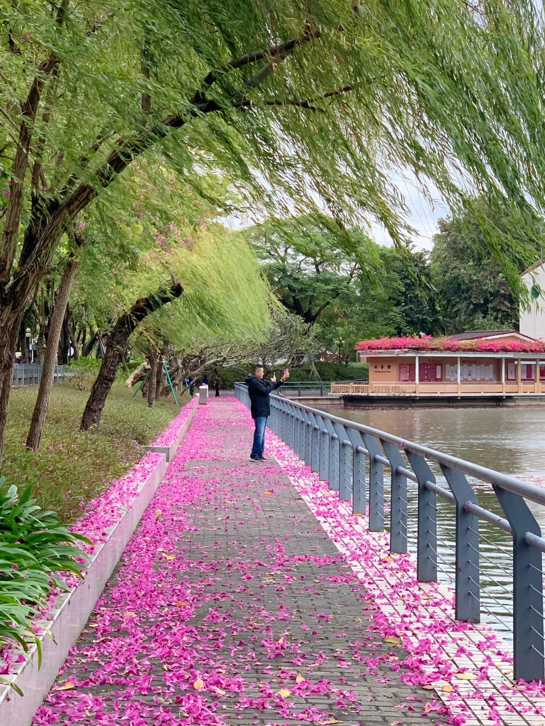 广州Live🌸落红不是无情物…此刻具象化了！！
