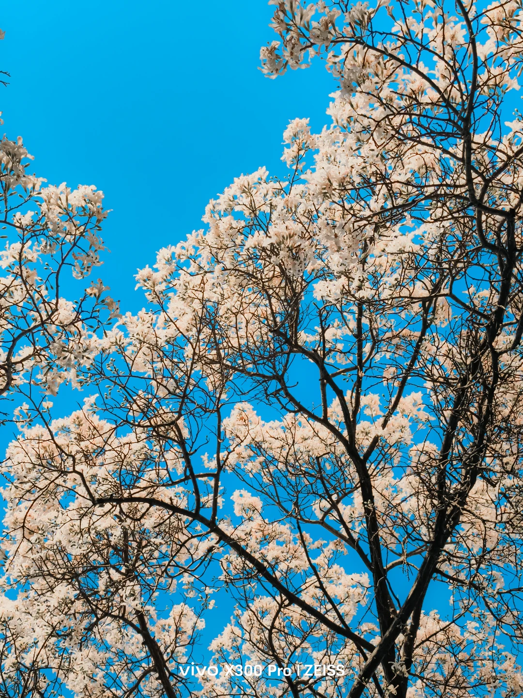 这不是春天，是12月的广州啊！附机位